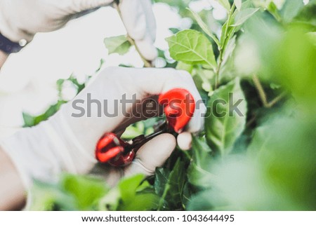 Man using scissors to cut the branches to the beauty of the park , soft focus , blurred.