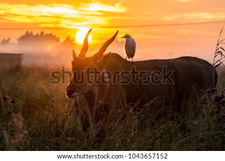 Eland Buck Sunrise Egret