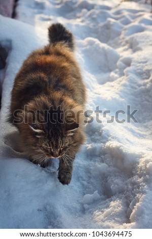 siberian cat walking near wall on snow path