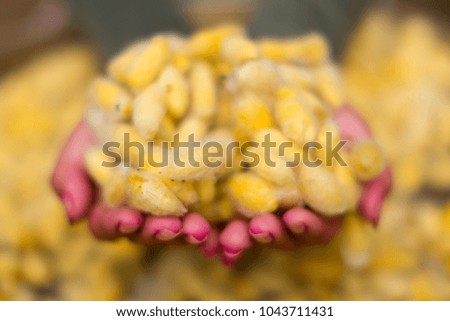 woman hand holding yellow silk cocoon. blur background focus only silk.copy space for text layout.