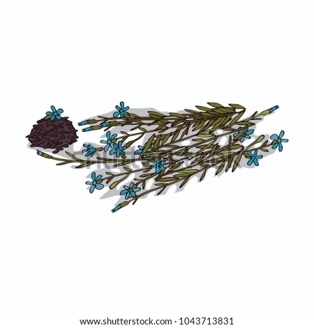 Isolated clipart of plant Linen on white background. Botanical drawing of herb Flax with flowers and leaves, seeds. Vector illustration