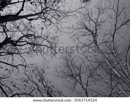 Creepy halloween black background with trees in a dark scary forest