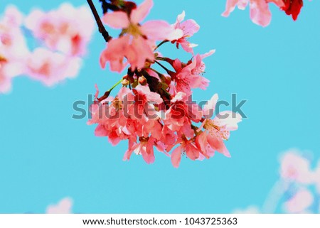 Close-up: beautiful cherry blossoms
