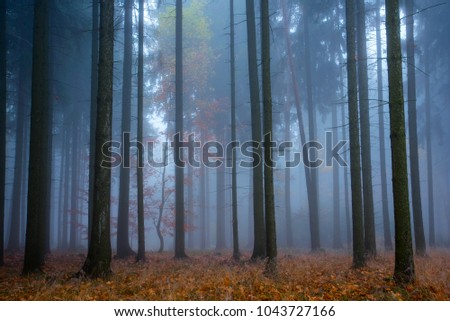 Forest in autumn morning fantasy mist.