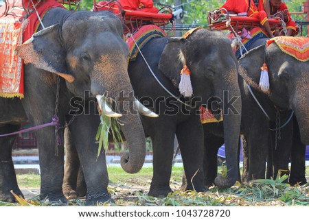 Lovely elephant Phranakhon Si Ayutthaya Province Thailand.