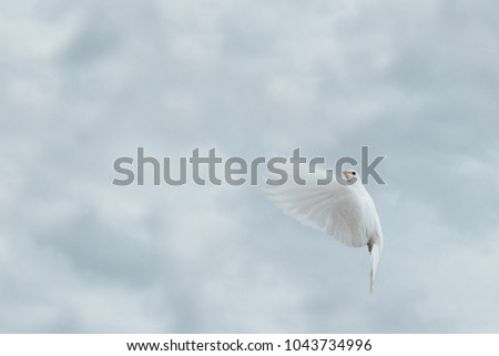 White dove in the cloudy sky. minimalism.