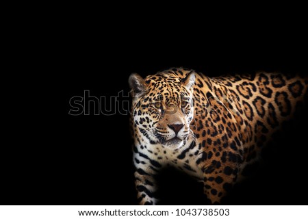 creeping leopard on a black background.
