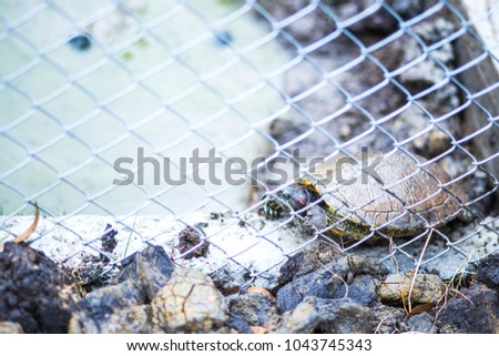 Tortoise in the cage