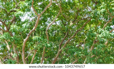 The Branch of tall green tree with shade and under view in tropical Thailand with copy space.