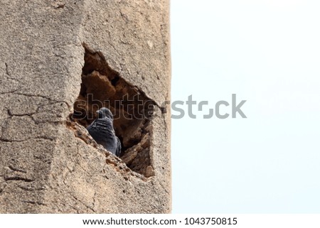 Gray pigeons are in ancient stone pillars.