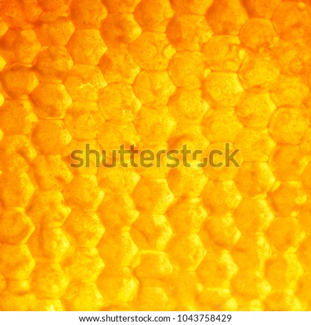 square delicious Golden background of bee honeycombs filled with sweet sticky honey