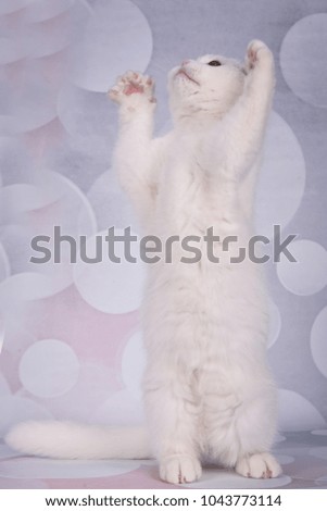 funny kittens on pink background