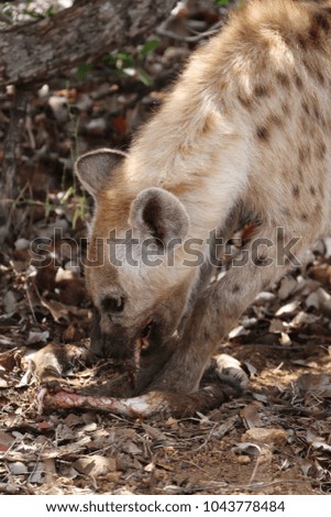 Spotted laughing hyena eating old antelope leg for food, Kruger National Park, South Africa