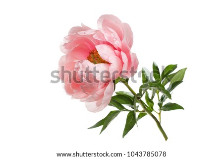 Peony pink color isolated on white background. Royalty-Free Stock Photo #1043785078
