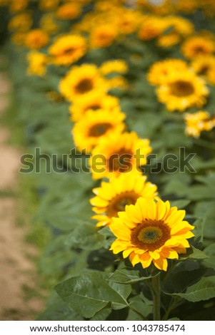 Sunflower (Helianthus) a genus in the family Asteraceae