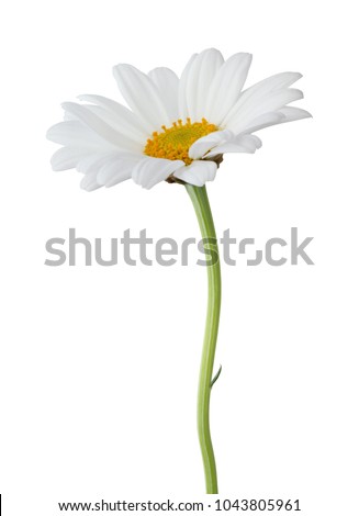 Lovely Daisy (Marguerite) isolated on white background, including clipping path.  Royalty-Free Stock Photo #1043805961