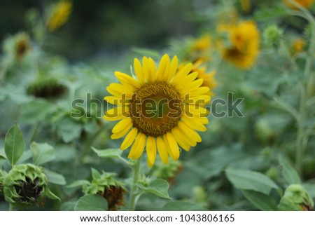 Beautiful sunflowers in the garden.