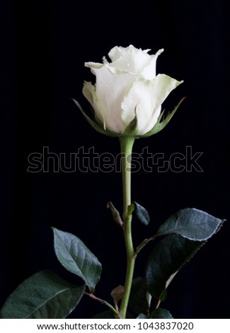 A close-up of a single white rose isolated on black background. Macro photography. 