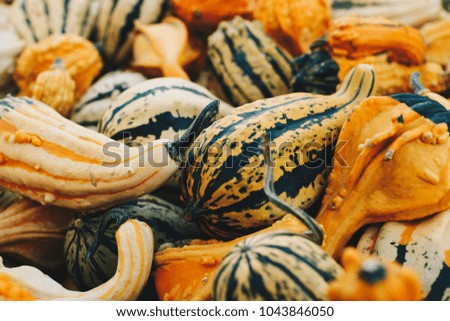 Mini pumpkins at a farm stand. 
