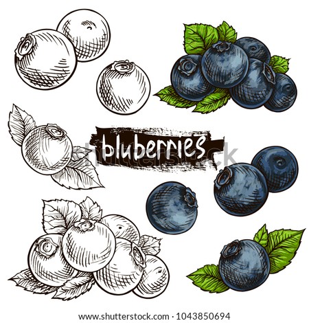 Blueberries. Hand drawn illustration. Wild berries set. Royalty-Free Stock Photo #1043850694