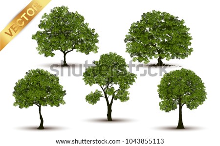 Collection  Beautiful tree Realistic  on a white background.