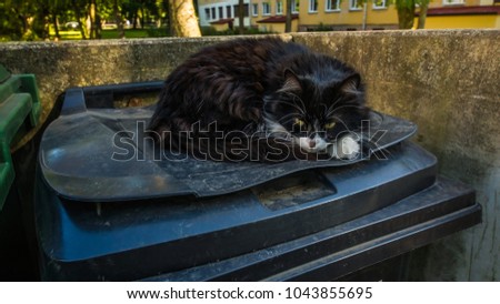 cat is lying on the garbage can