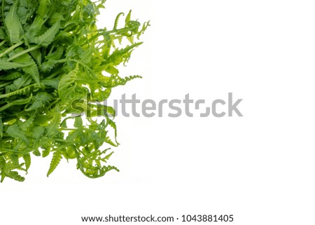 fresh vegetable fern or paco fern on white background