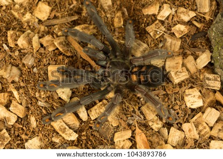 Beautiful specimen of tarantula (psalmopoeus irminia)