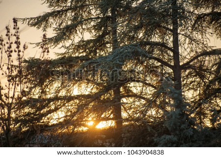 winter sunset among the firs European forests
