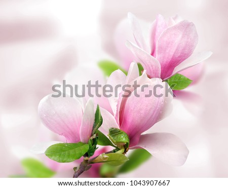 tender spring pink magnolia flowers