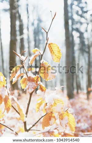 Frosty snow-covered leaves of young beech trees in the forest, shallow depth of field.