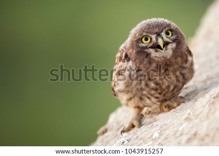 Young little owl (Athene noctua) stands near his hole on the beautiful background.