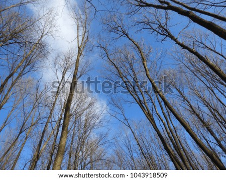 Trees touching the sky