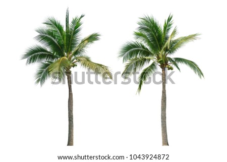 Coconut tree isolated on white background. Royalty-Free Stock Photo #1043924872