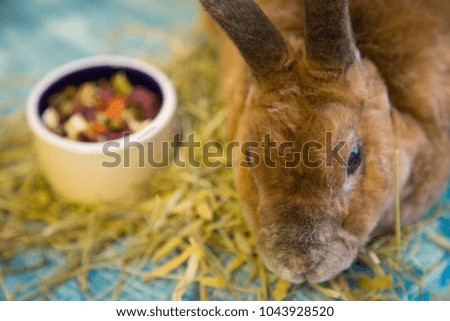 Cute brown rabbit on yellow and blue wooden background eating grass
