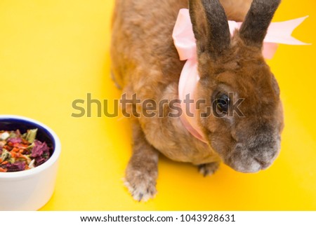 Cute brown rabbit with rose bow eating food on yellow background