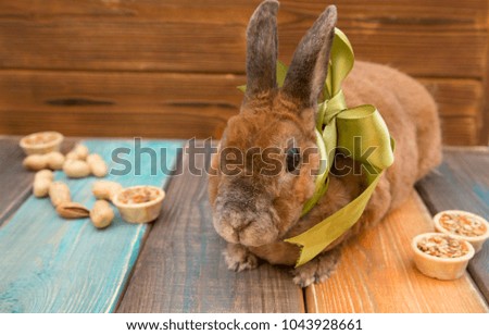 Cute brown rabbit with green bow on wooden boards background eating food