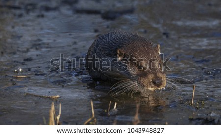 European otter on ice