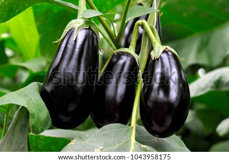Eggplant culture in a greenhouse Royalty-Free Stock Photo #1043958175