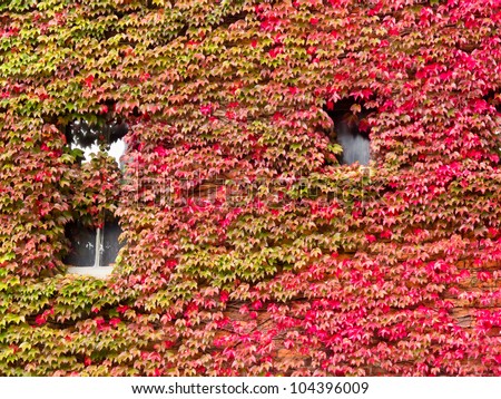 Vibrant red fall vine covering the stone wall of a building when the creeping leaves turn a vivid red