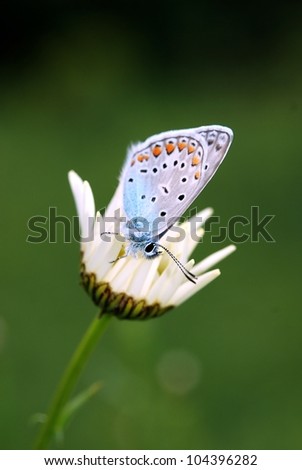 wonderful world of wild butterfly macro
