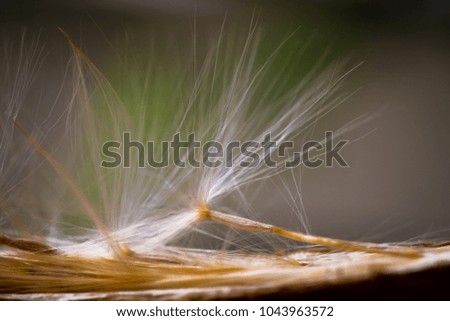 selected focus, Azalea flowers seeds