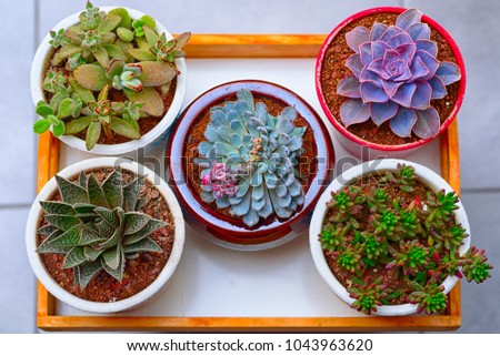 A group of cactus succulent plants in flower pots.Top view.