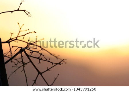 Branches and a sunset