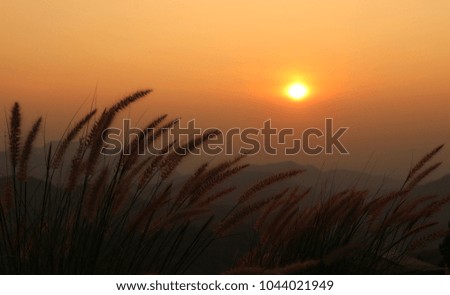 Sunset with grass flower