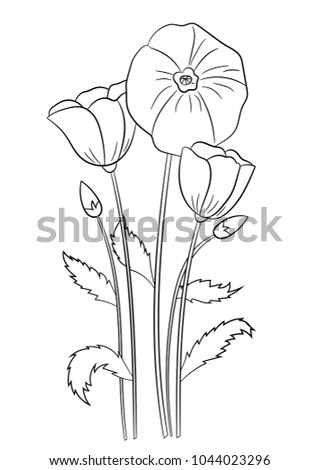 Summer flowers poppies coloring page, book for children and adults. Hand drawn. Vector illustration.