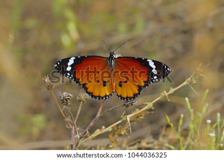Butterfly in nature (Danaus chrysippus)