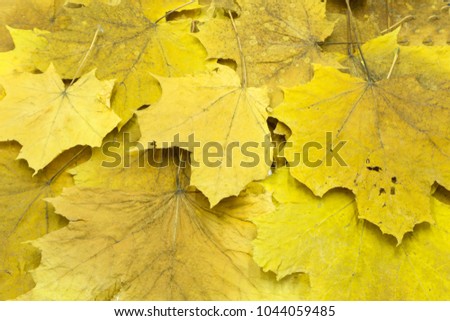 Yellow autumn leaves. Abstract beautiful backdrop for any purpose