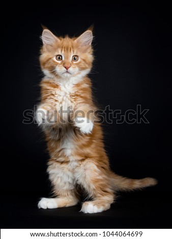 Dancing red tabby with white Maine Coon cat / kitten standing on back paws like meerkat looking into the lens isolated on black background