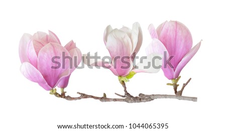 Beautiful Magnolia branch isolated on white
